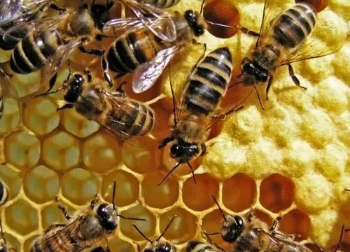 越冬期工蜂產卵怎么辦 越冬期工蜂產卵怎么辦