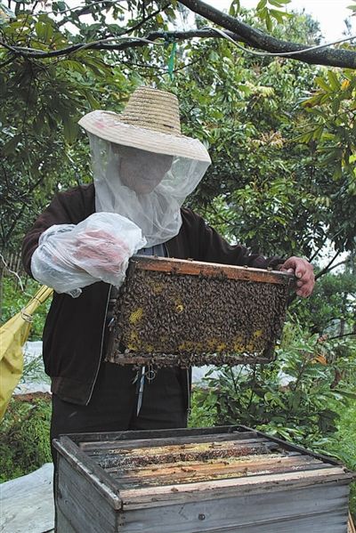 專業學會養蜂技術(掌握養蜂技術基礎知識) 專業學會養蜂技術(掌握養蜂技術基礎知識)