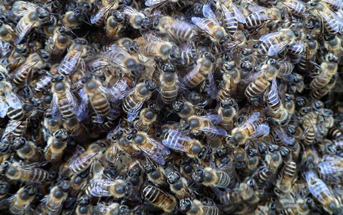 阿壩中蜂的養(yǎng)殖方法(阿壩中蜂高效養(yǎng)殖管理技術(shù)) 阿壩中蜂的養(yǎng)殖方法(阿壩中蜂高效養(yǎng)殖管理技術(shù))