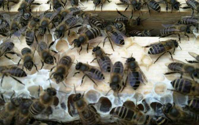 阿壩中蜂的養(yǎng)殖方法(阿壩中蜂高效養(yǎng)殖管理技術(shù)) 阿壩中蜂的養(yǎng)殖方法(阿壩中蜂高效養(yǎng)殖管理技術(shù))