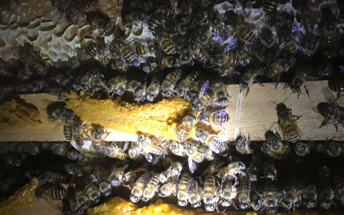 阿壩中蜂的養(yǎng)殖方法(阿壩中蜂高效養(yǎng)殖管理技術(shù)) 阿壩中蜂的養(yǎng)殖方法(阿壩中蜂高效養(yǎng)殖管理技術(shù))