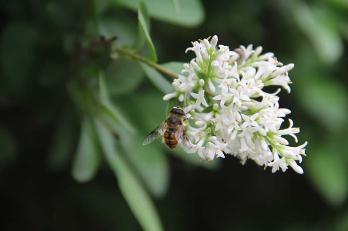 【蜜蜂知識】新手怎么才能養好蜜蜂? 新手怎么才能養好蜜蜂?