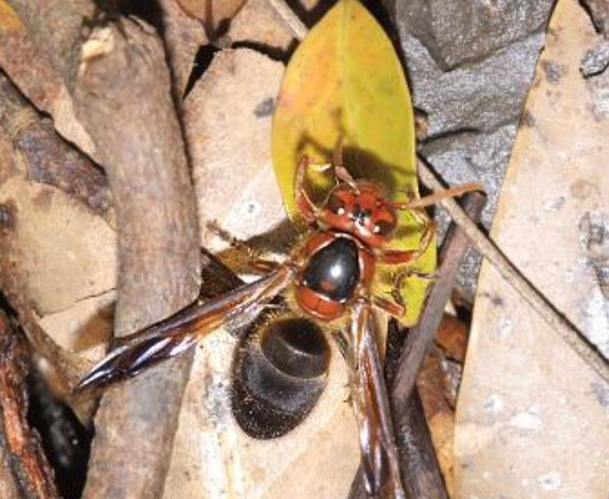 大虎頭蜂真能蜇死人嗎?(扒一扒虎頭蜂的厲害) 大虎頭蜂真能蜇死人嗎?(扒一扒虎頭蜂的厲害)