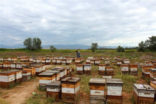 養蜂場怎么飼喂蜜蜂? 養蜂場怎么飼喂蜜蜂?