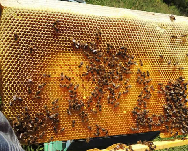 養蜂場怎么飼喂蜜蜂? 養蜂場怎么飼喂蜜蜂?