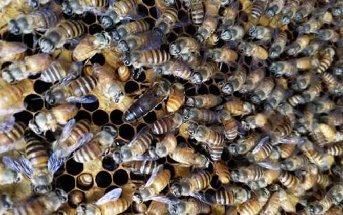 雄蜂是怎么來的? 雄蜂