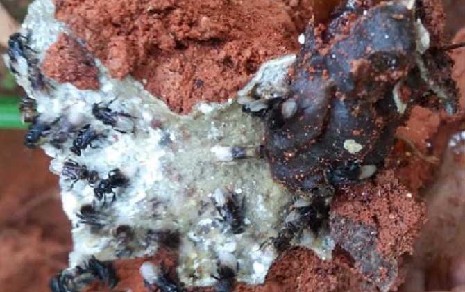 酸蜂在哪兒養殖(酸蜂適合在哪些地方養殖) 酸蜂在哪兒養殖(酸蜂適合在哪些地方養殖)