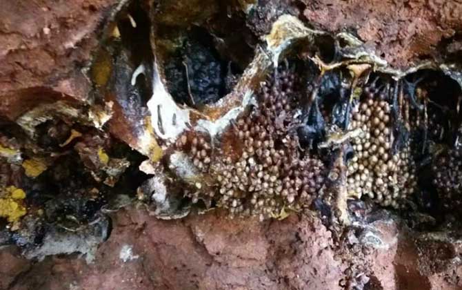 酸蜂在哪兒養殖(酸蜂適合在哪些地方養殖) 酸蜂在哪兒養殖(酸蜂適合在哪些地方養殖)