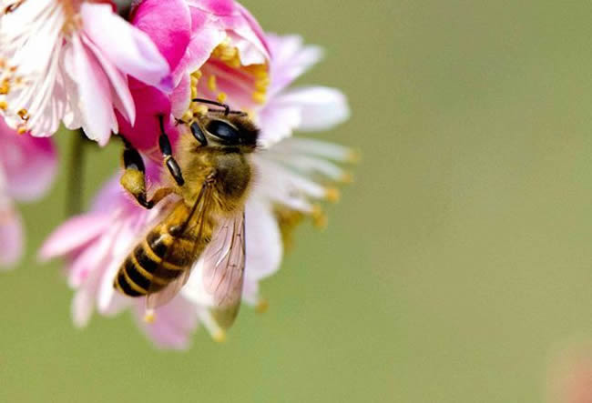 為什么蜜蜂繁殖率不高? 為什么蜜蜂繁殖率不高?