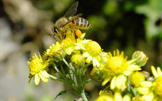 中蜂蜂群一般有多少只? 中蜂