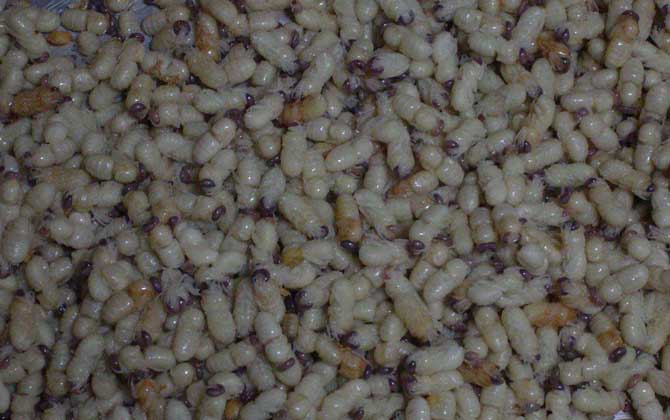 雄蜂蛹是怎么生產(chǎn)的(雄蜂蛹的作用和功效) 雄蜂蛹是怎么生產(chǎn)的(雄蜂蛹的作用和功效)