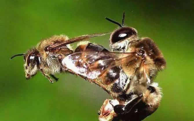 蜂王交尾的時間是什么時候? 蜂王交尾的時間是什么時候?