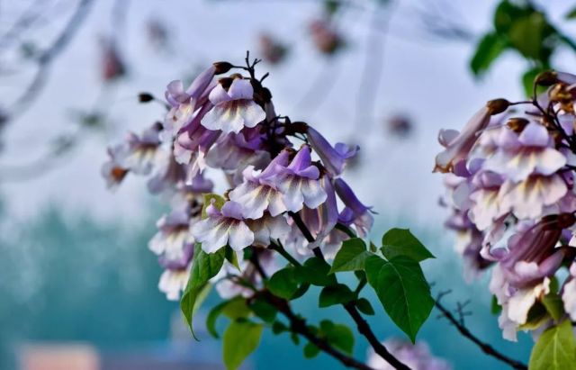 桐花蜜有啥功效(桐花蜜的作用與功效及食用方法) 桐花蜜有啥功效(桐花蜜的作用與功效及食用方法)