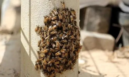 分蜂熱是什么原因引起的(蜜蜂分蜂熱有什么表現(xiàn)) 分蜂熱是什么原因引起的(蜜蜂分蜂熱有什么表現(xiàn))