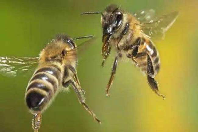 如何有效預防和制止盜蜂現象 如何有效預防和制止盜蜂現象