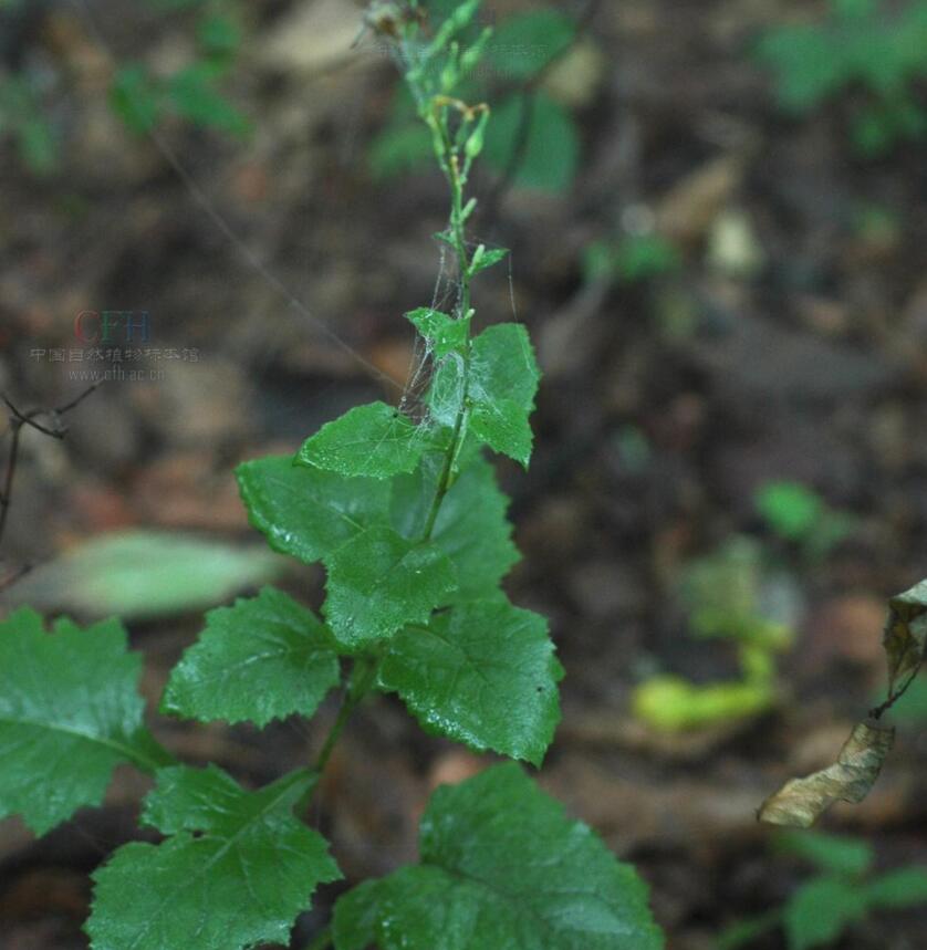 消失100多年！云南發(fā)現(xiàn)極危物種異葉苣苔，野生華南虎會(huì)出現(xiàn)嗎？