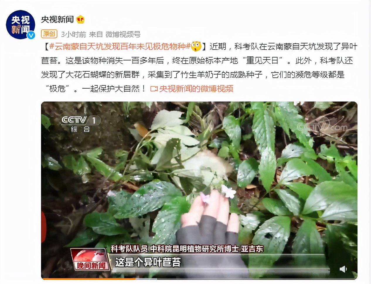 消失100多年！云南發(fā)現(xiàn)極危物種異葉苣苔，野生華南虎會(huì)出現(xiàn)嗎？