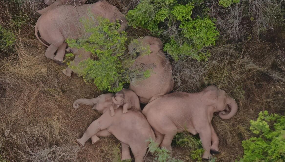 消失100多年！云南發(fā)現(xiàn)極危物種異葉苣苔，野生華南虎會(huì)出現(xiàn)嗎？