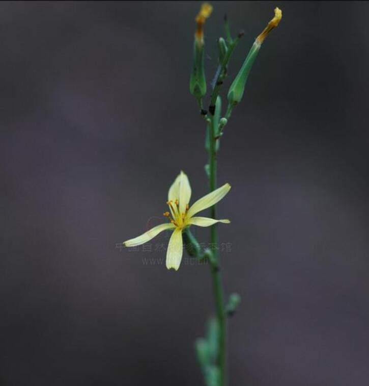 消失100多年！云南發(fā)現(xiàn)極危物種異葉苣苔，野生華南虎會(huì)出現(xiàn)嗎？