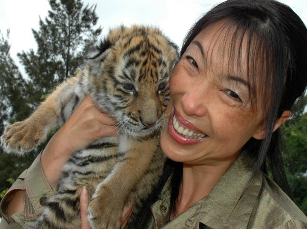 消失100多年！云南發(fā)現(xiàn)極危物種異葉苣苔，野生華南虎會(huì)出現(xiàn)嗎？