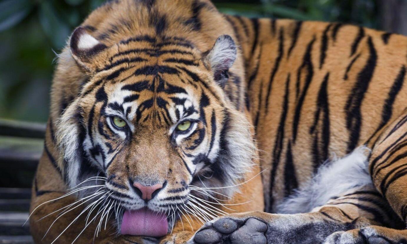 消失100多年！云南發(fā)現(xiàn)極危物種異葉苣苔，野生華南虎會(huì)出現(xiàn)嗎？