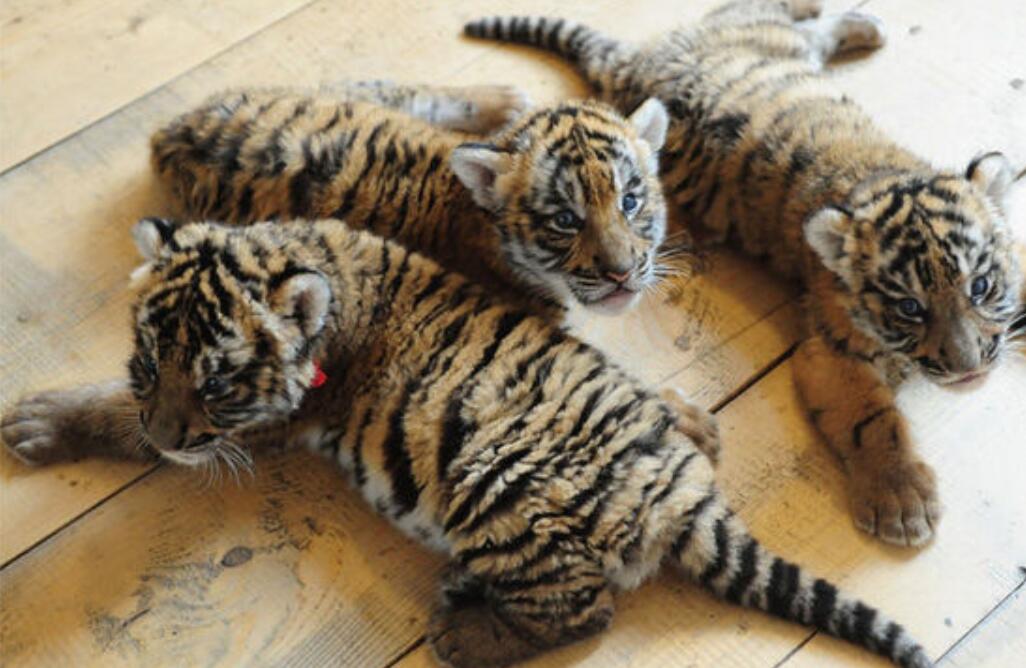 消失100多年！云南發(fā)現(xiàn)極危物種異葉苣苔，野生華南虎會(huì)出現(xiàn)嗎？