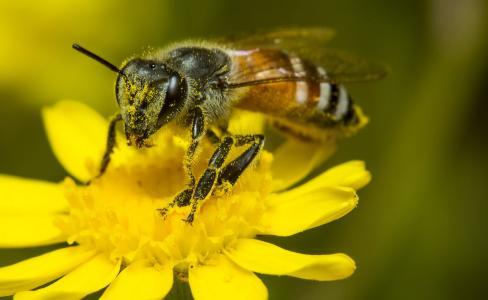 阿壩蜂能和中蜂雜交嗎(中蜂雜交是什么品種) 阿壩蜂能和中蜂雜交嗎(中蜂雜交是什么品種)