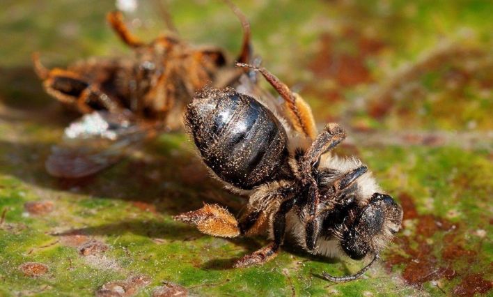 中蜂場能拒絕別人放意蜂嗎(意蜂和中蜂可以同場養殖嗎) 中蜂場能拒絕別人放意蜂嗎(意蜂和中蜂可以同場養殖嗎)