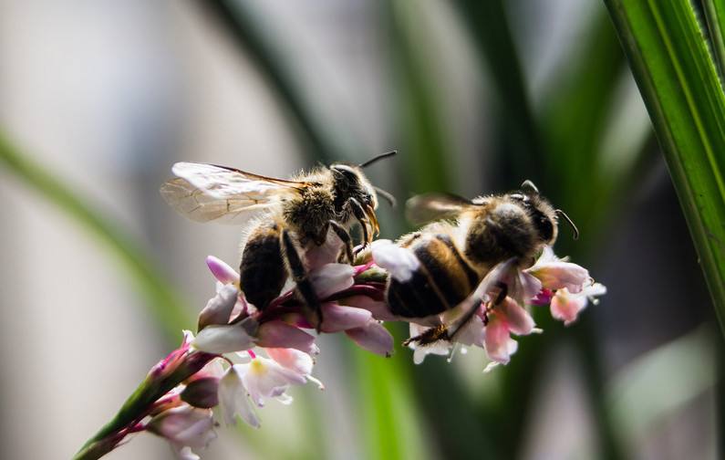蜜蜂人工怎樣分蜂? 蜜蜂人工怎樣分蜂?