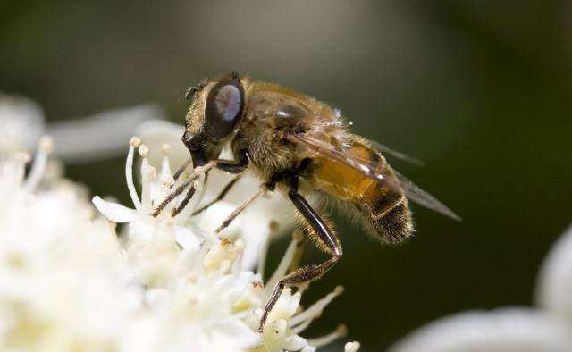 蜜蜂人工怎樣分蜂? 蜜蜂人工怎樣分蜂?