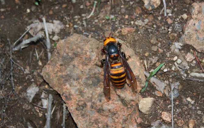 日本大黃蜂 日本大黃蜂