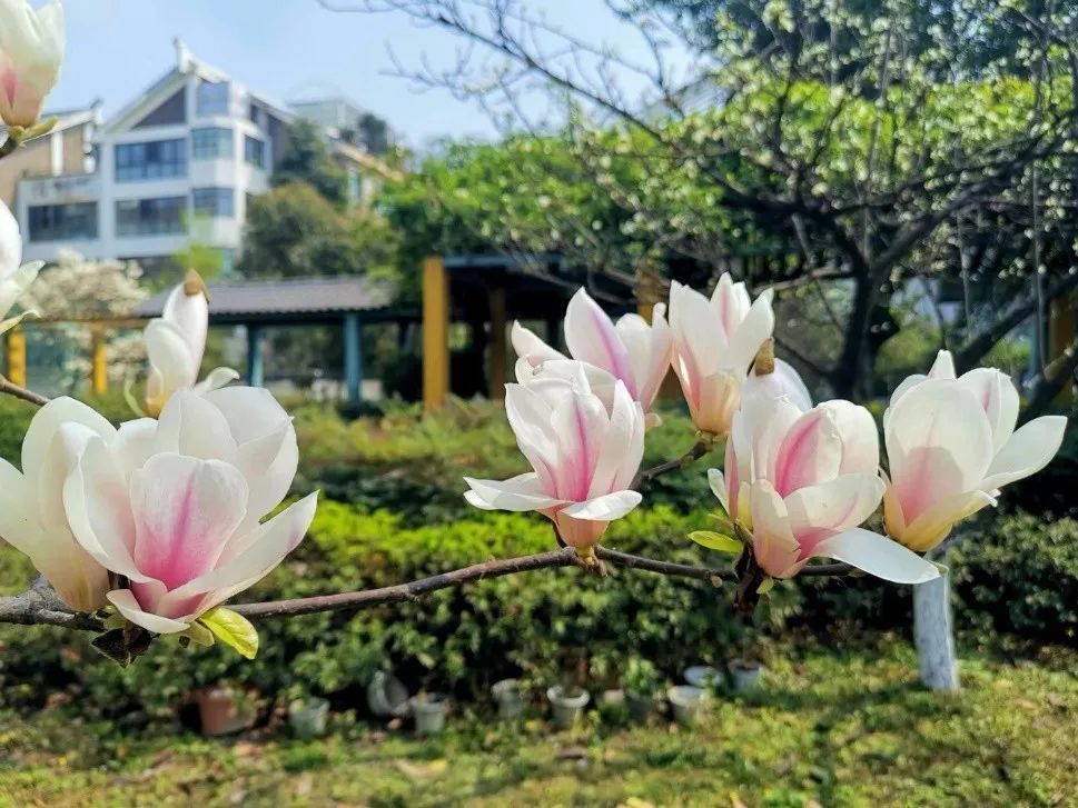 什么是工蜂交尾群(交尾群是什么意思) 什么是工蜂交尾群(交尾群是什么意思)