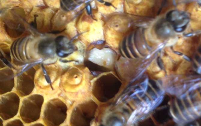 蜜蜂最少多少只工蜂才能發(fā)展
