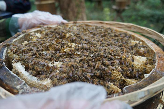 新蜂箱過箱怎么處理？