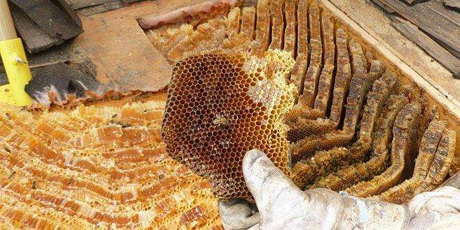 新蜂箱過箱怎么處理？