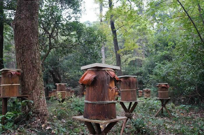 新蜂箱過箱怎么處理？