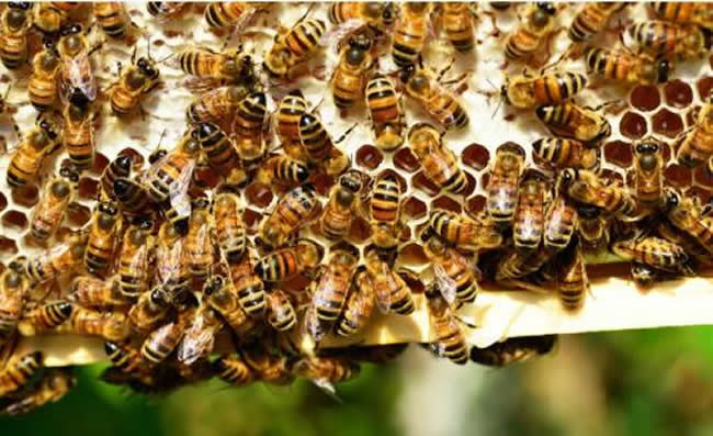 新蜂箱過箱怎么處理？