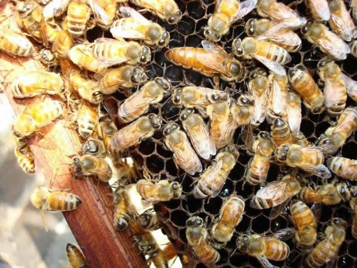 新蜂箱過箱怎么處理？