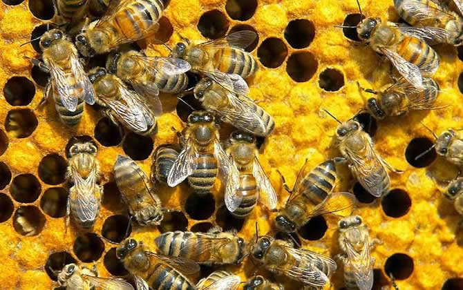 挑選蜂群 挑選蜂群