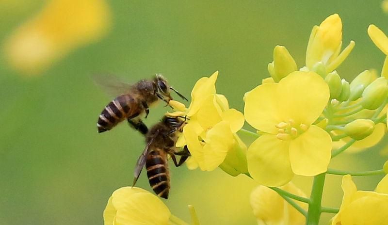 在農村養殖蜜蜂賺錢嗎? 在農村養殖蜜蜂賺錢嗎?