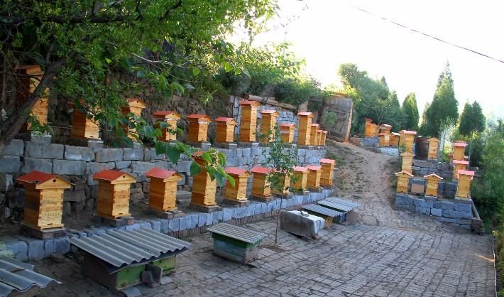 在農村養殖蜜蜂賺錢嗎? 在農村養殖蜜蜂賺錢嗎?
