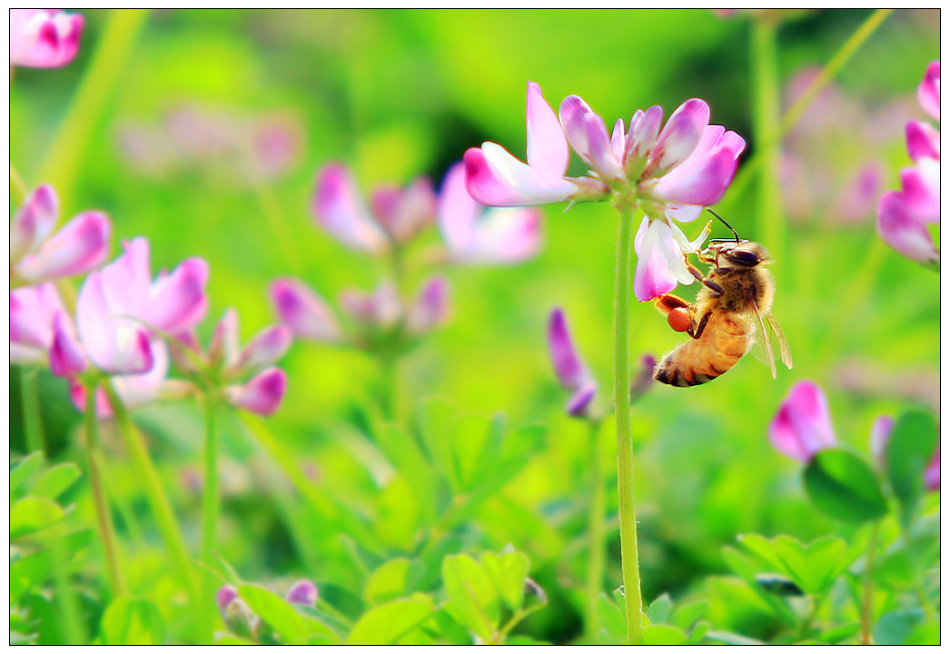 什么時候開始學養蜂最好(什么時候養蜂最合適) 什么時候開始學養蜂最好(什么時候養蜂最合適)