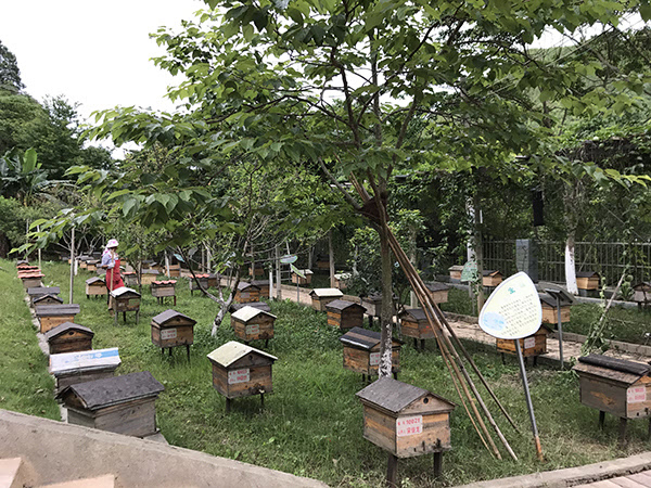 養(yǎng)蜂合作社有哪些補貼(成立養(yǎng)蜂合作社的條件和補貼申請) 養(yǎng)蜂合作社有哪些補貼(成立養(yǎng)蜂合作社的條件和補貼申請)