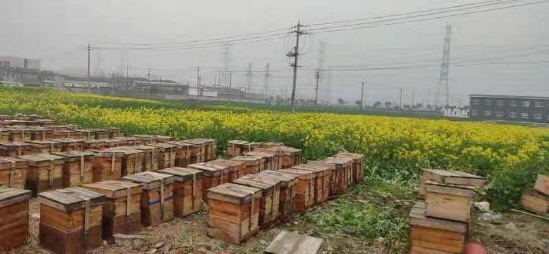 養(yǎng)蜂合作社有哪些補貼(成立養(yǎng)蜂合作社的條件和補貼申請) 養(yǎng)蜂合作社有哪些補貼(成立養(yǎng)蜂合作社的條件和補貼申請)