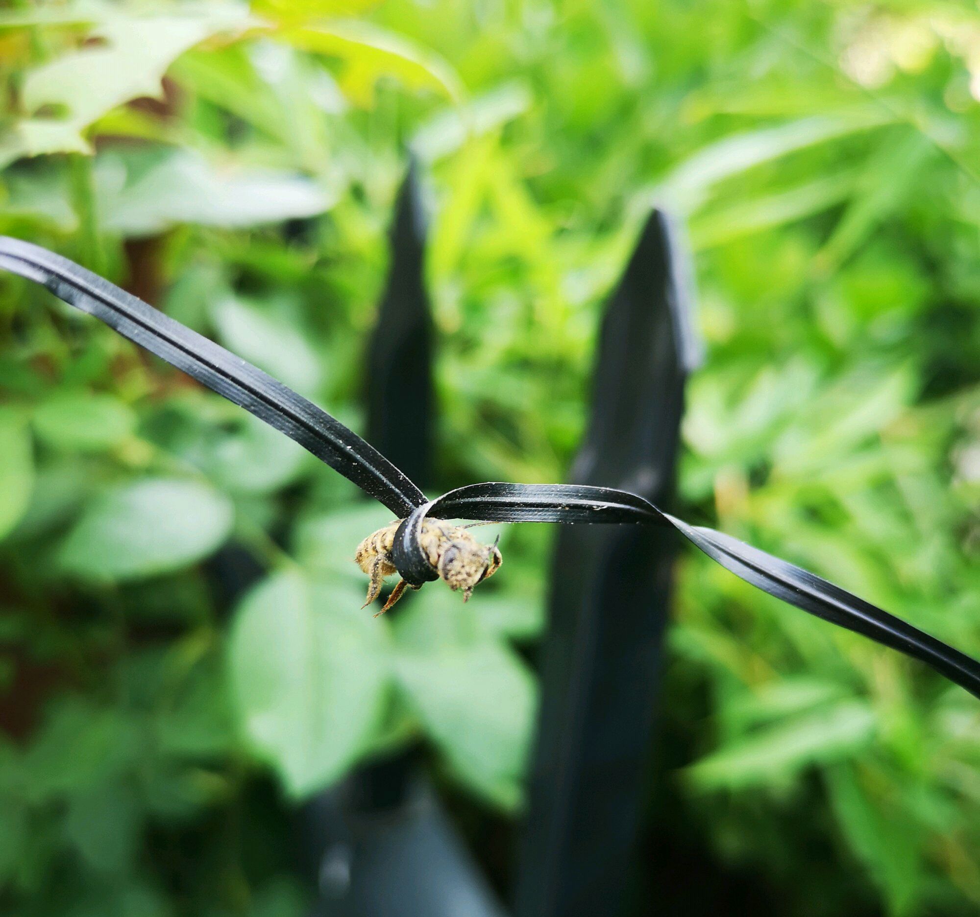 怎么對付切葉蜂(切葉蜂怎么防治) 怎么對付切葉蜂(切葉蜂怎么防治)