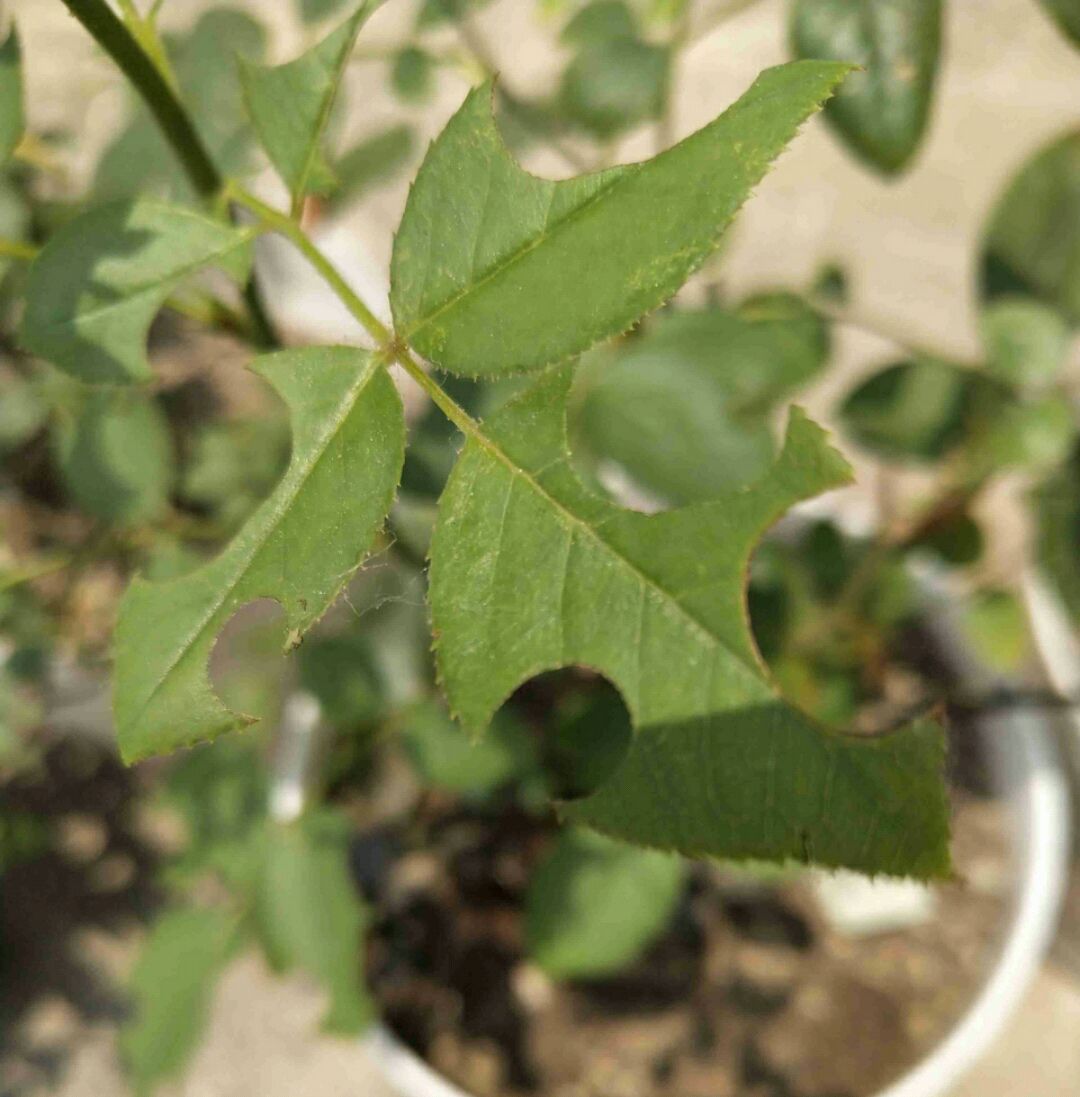 怎么對付切葉蜂(切葉蜂怎么防治) 怎么對付切葉蜂(切葉蜂怎么防治)