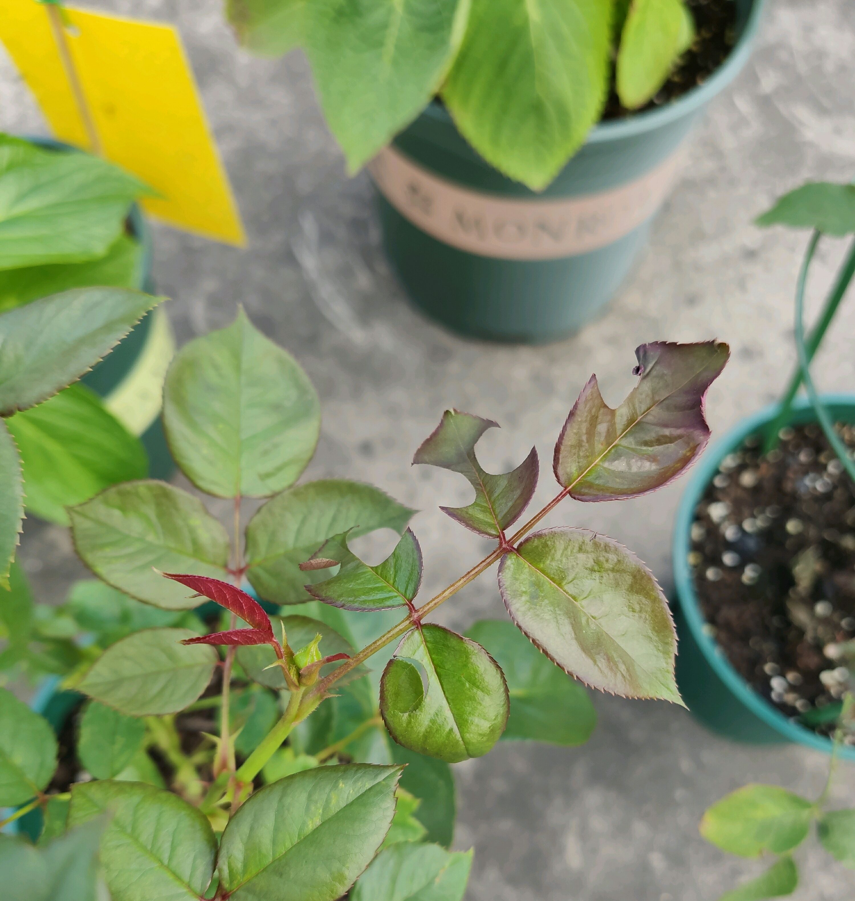 怎么對付切葉蜂(切葉蜂怎么防治) 怎么對付切葉蜂(切葉蜂怎么防治)