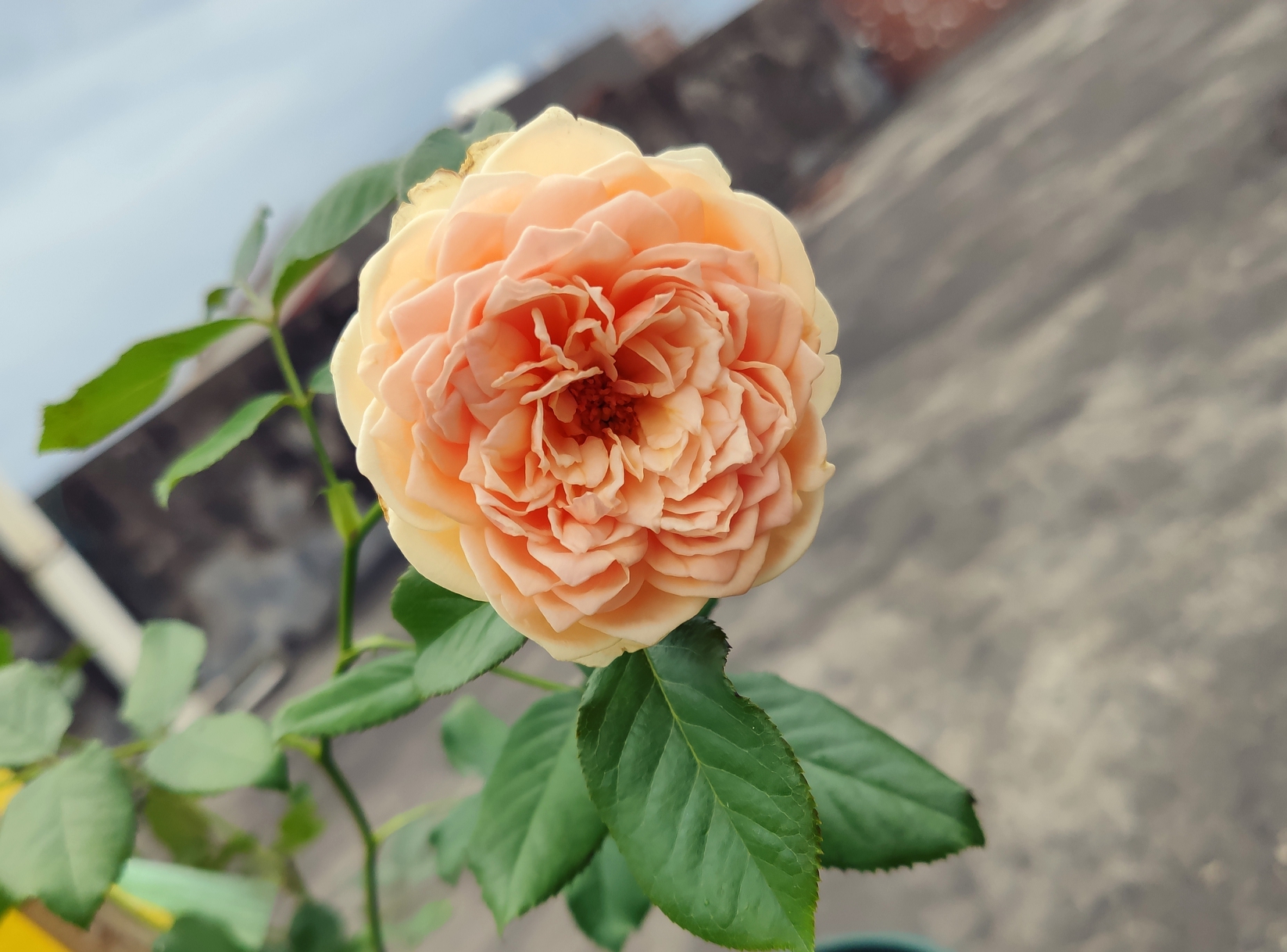 怎么對付切葉蜂(切葉蜂怎么防治) 怎么對付切葉蜂(切葉蜂怎么防治)