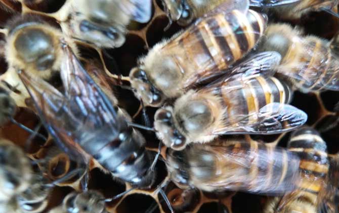 阿壩中蜂蜂王哪有賣的(阿壩中蜂蜂王產地分布) 阿壩中蜂