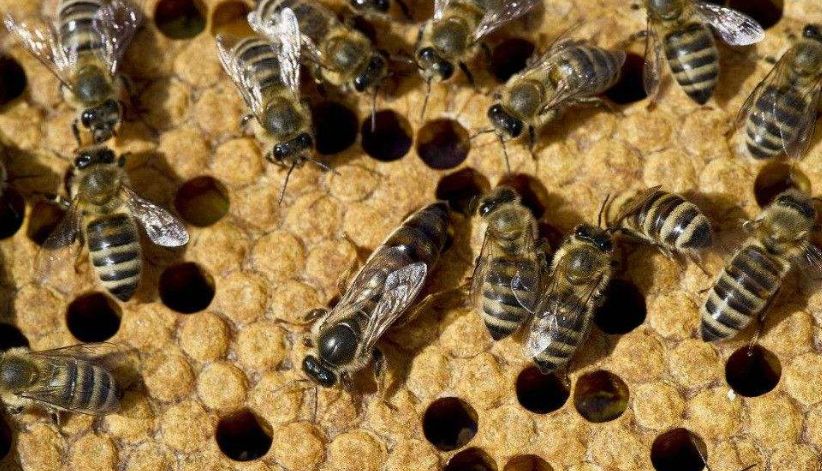 蜂王生下來就是蜂王嗎(蜂王是如何產(chǎn)生的) 蜂王生下來就是蜂王嗎(蜂王是如何產(chǎn)生的)